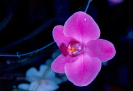 Orquídea ( Orchidaceae )