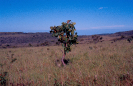 Paisagem | Cerrado