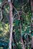 Árvores | Parna do Pau Brasil