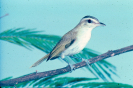 Ave | juruviara (Vireo olivaceus)