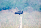 Ave | Coró-coró (Mesembrinibis cayennensis)