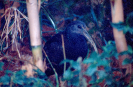 Coró-coró (Mesembrinibis cayennensis)