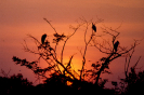 Pôr do sol | Aves