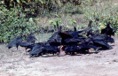 Urubu-de-cabeça-preta (Coragyps atratus)