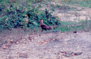 Caracará (Caracara plancus)