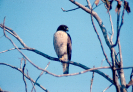 Ave | Gavião-carijó (Rupornis magnirostris)