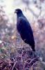 Gavião-preto (Buteogallus urubitinga)