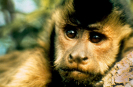 Primata |macaco-prego