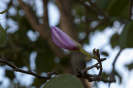 Botão de flor | Paisagem do Ibama-sede, em Brasília/DF