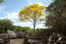 Ipê Amarelo | Paisagem do Jalapão/TO