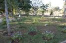 Jardim | Paisagem do Ibama-sede, em Brasília/DF