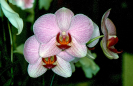 Orquídea ( Orchidaceae )