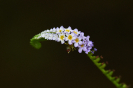 Pequena Flor da Caatinga