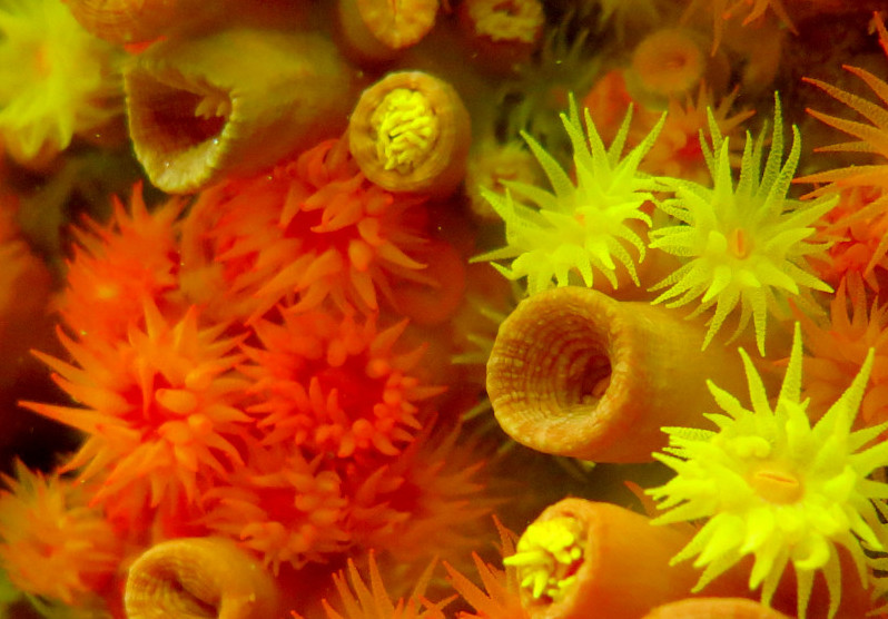 Coral-sol Foto: Ibama