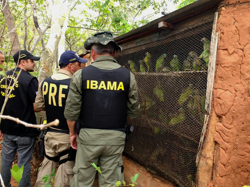 Operação Ibama Bahia Foto: Ibama