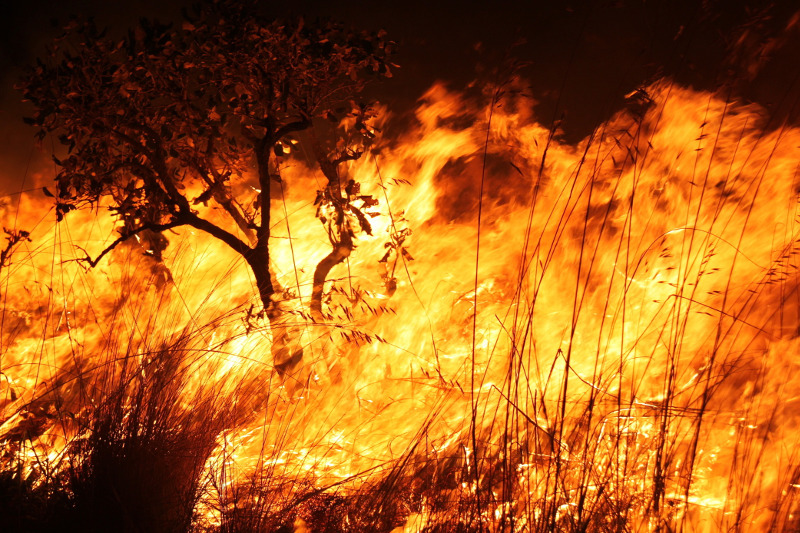 Incêndio Florestal Foto:Ibama