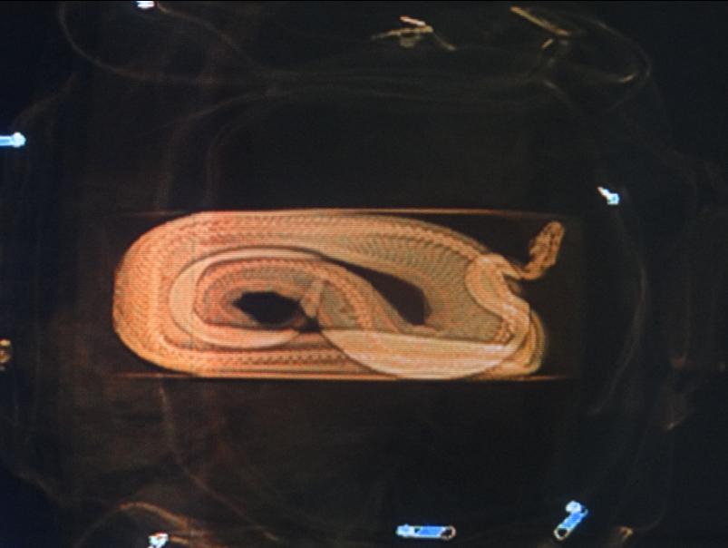 Cobra na mala Foto:Ibama
