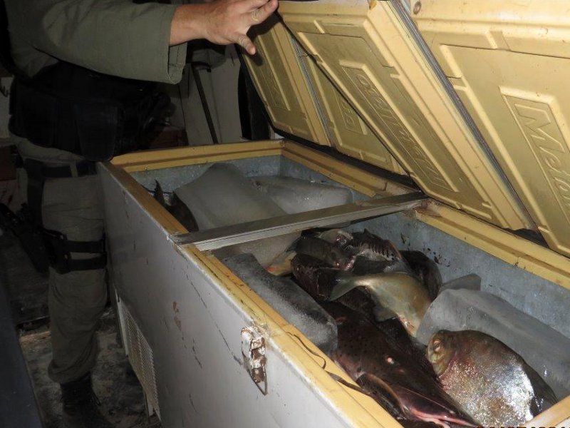 Fiscalização apreende pescado Foto:Ibama