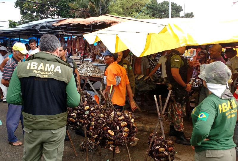 Operação Uçà Foto: Ibama