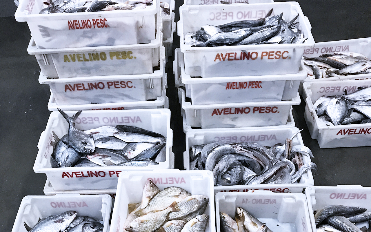Pescado apreendido em Porto Grande (RS) durante a Operção Mar Territorial, realizada pelo Ibama em conjunto com a PF Foto: Ibama