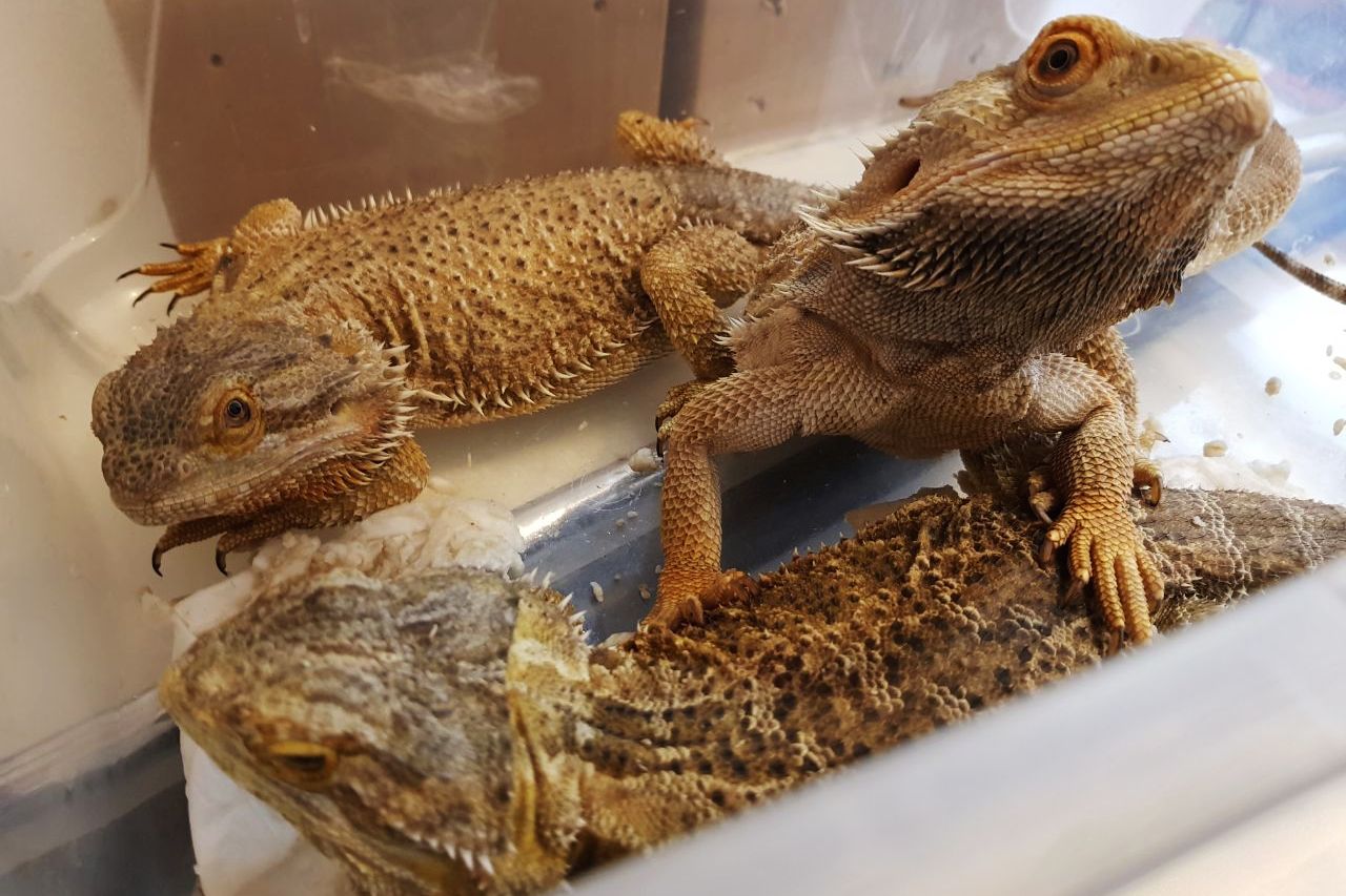 Lagartos da espécie dragão barbado apreendidos por agentes do Ibama em flat na região central de Curitiba (PR) Foto: Ibama