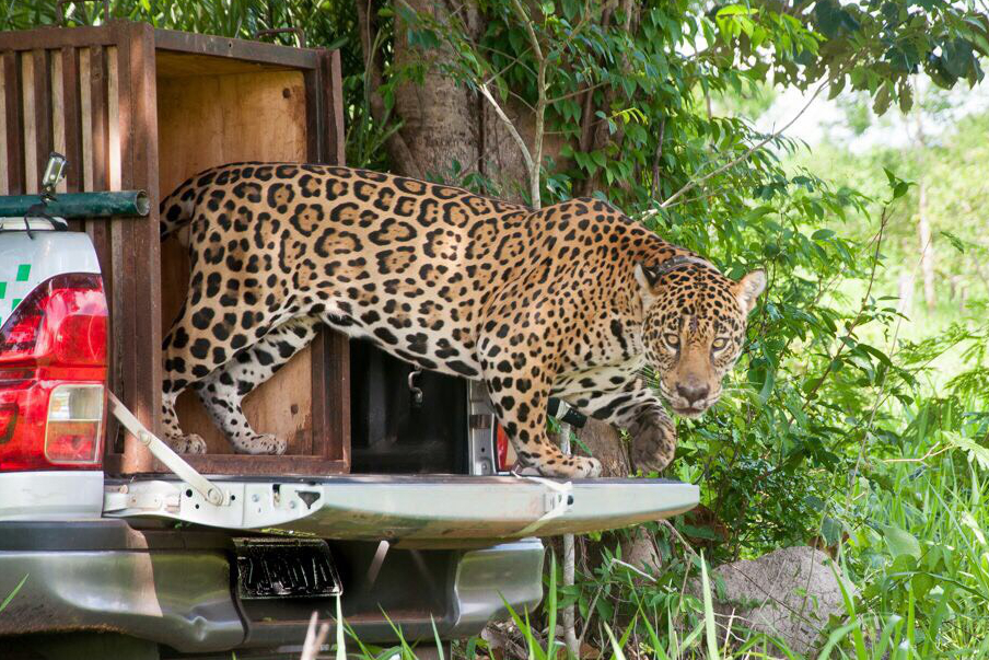 Ibama e Instituto Onça Pintada devolvem felino à natureza no noroeste de Goiás Foto: Luiz Baptista/Ibama