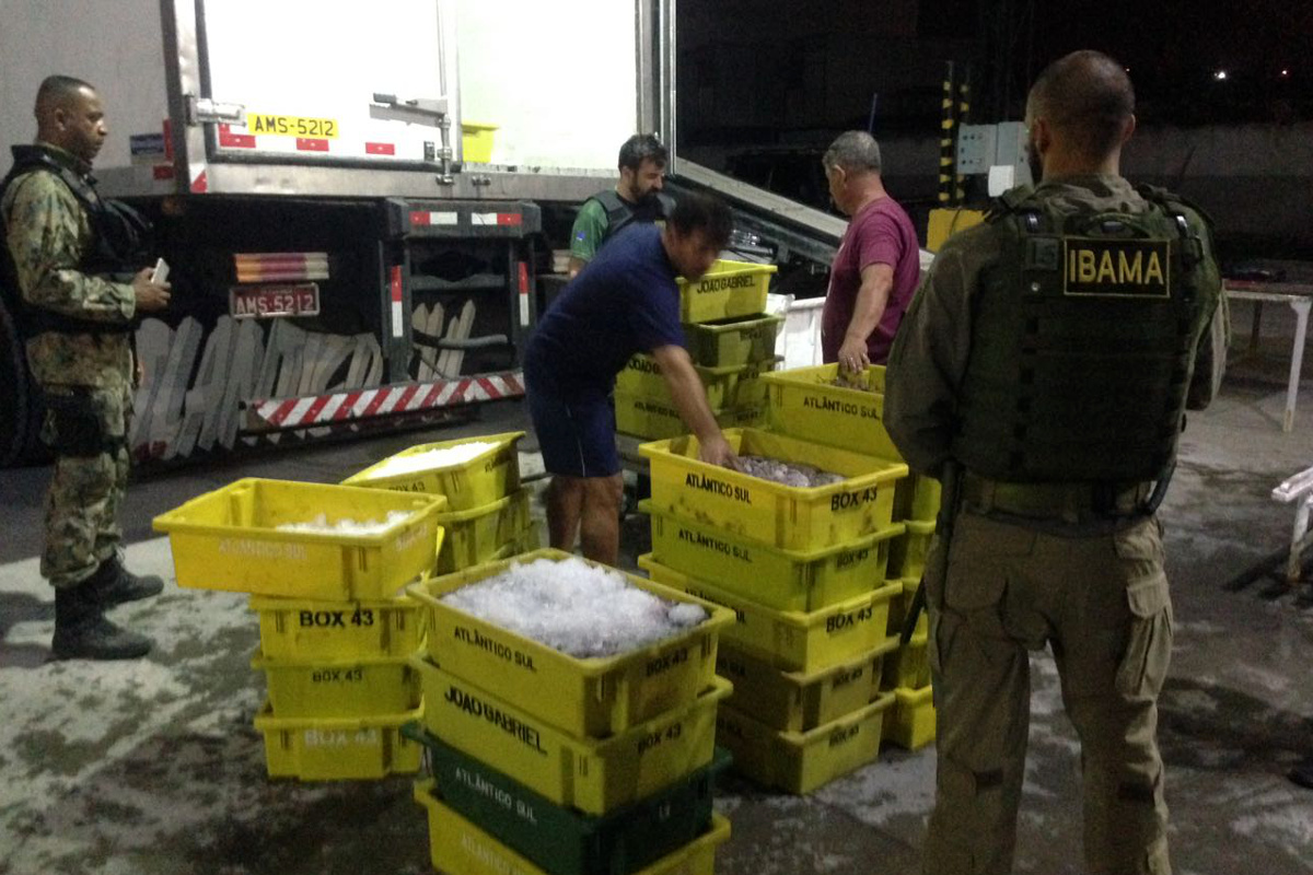 Agentes ambientais apreendem duas toneladas de polvo na costa do Rio de Janeiro Foto: Ibama