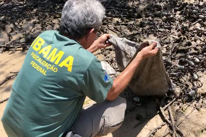 Agente ambiental devolve caranguejos à natureza no litoral de Sergipe Foto: Ibama