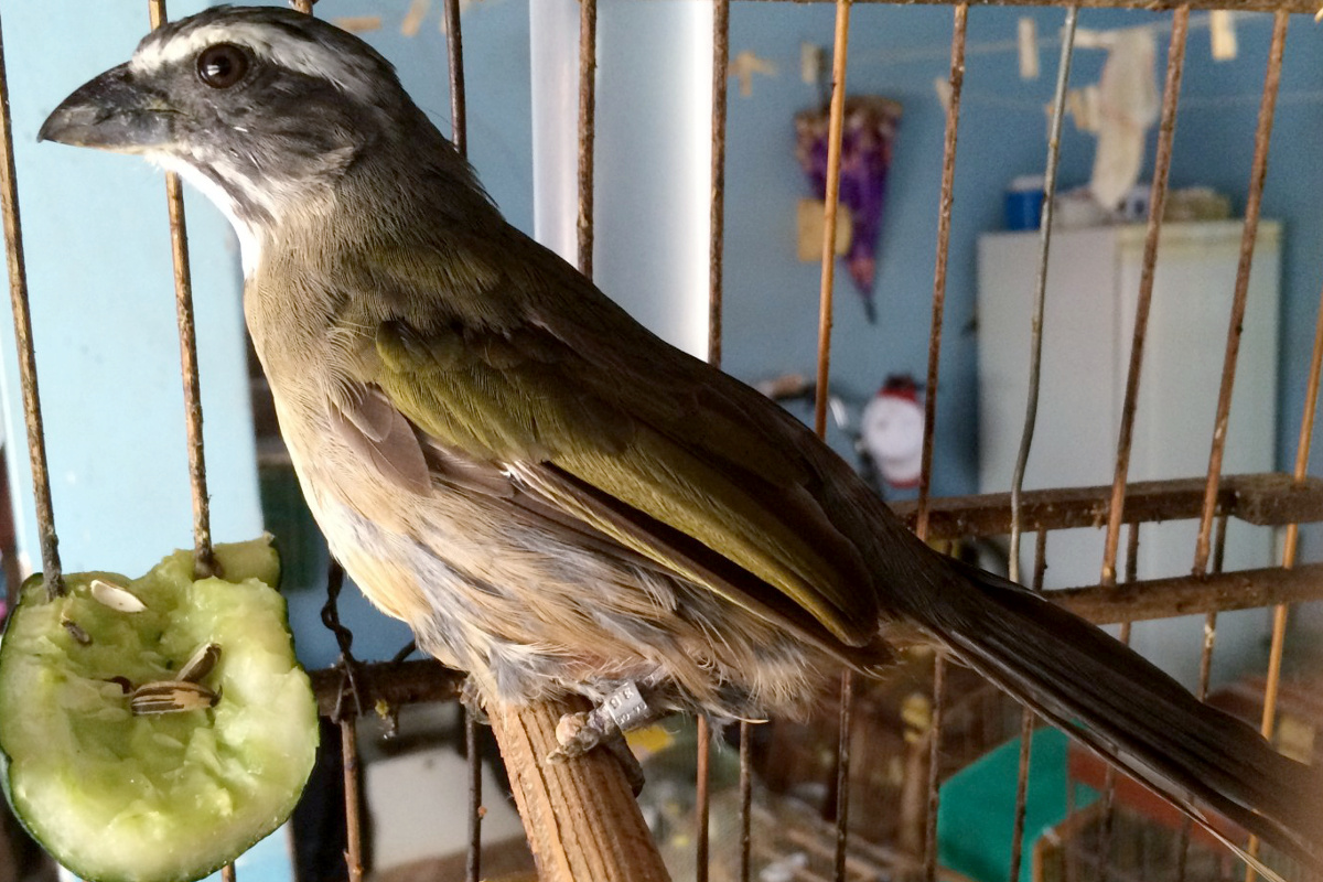 Uma das espécies mais traficadas, trinca-ferro (Saltator similis) sofre maus tratos para marcação com anilha adulterada Foto: Ibama