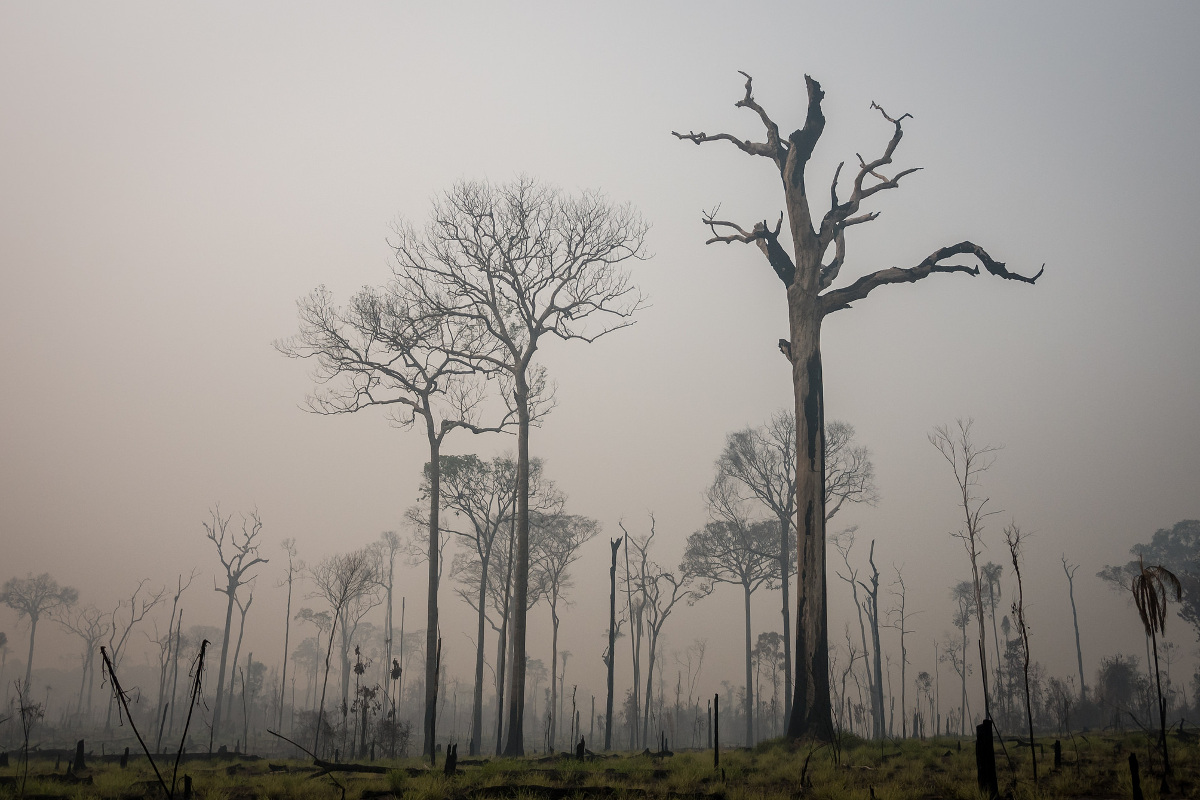 Área atingida por incêndio florestal no Pará