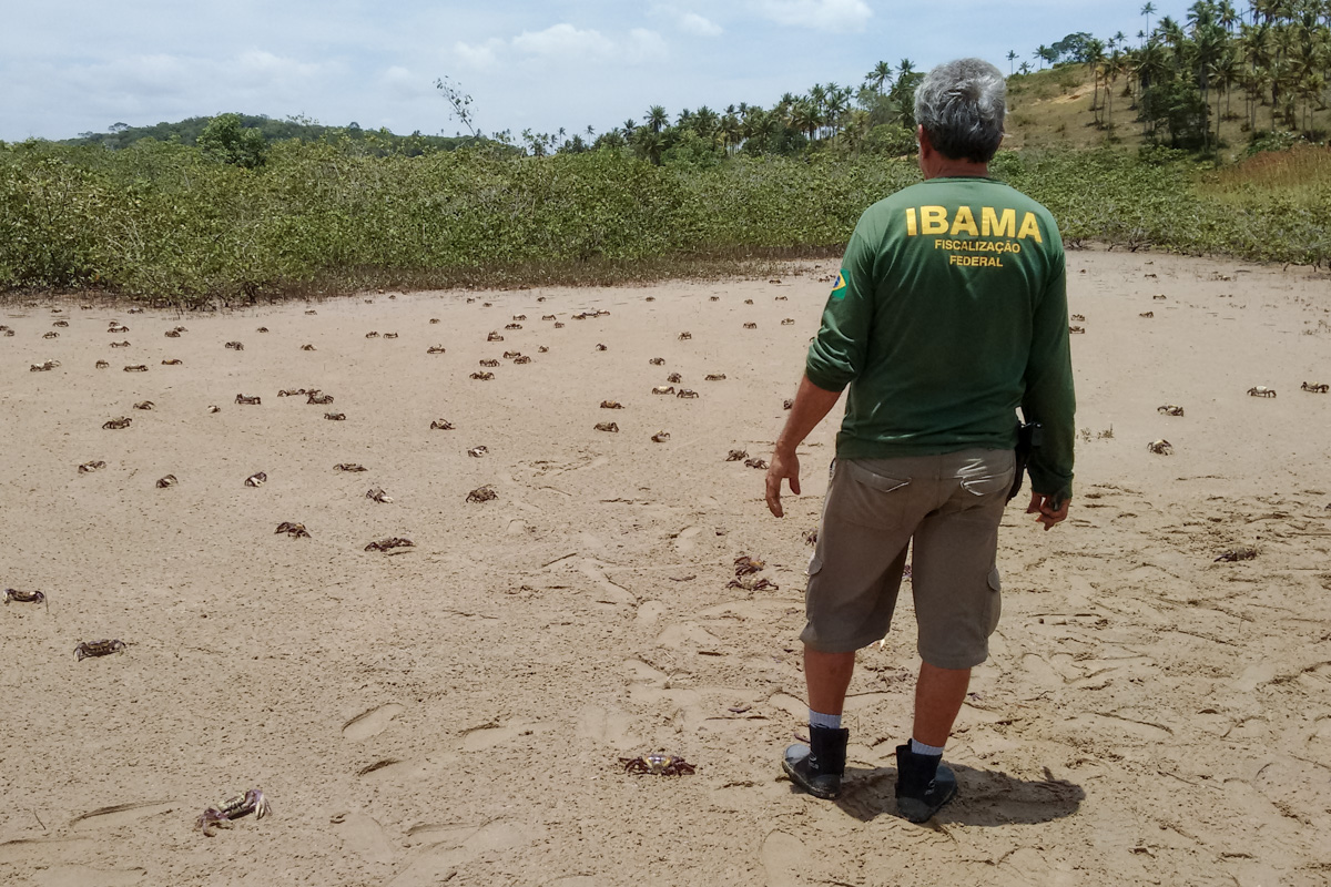Agente ambiental federal participa da soltura de caranguejos após operação de proteção ao período reprodutivo da espécie Foto: Ibama