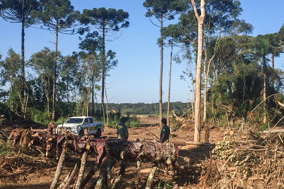 Agentes ambientais federais fiscalizam exploração ilegal de madeira no Paraná Foto: Ibama