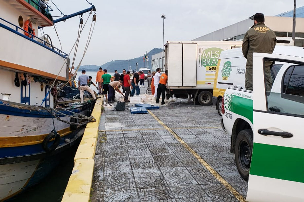 Ibama apreende e doa pescado durante a operação Mareados, no litoral catarinense Foto: Ibama
