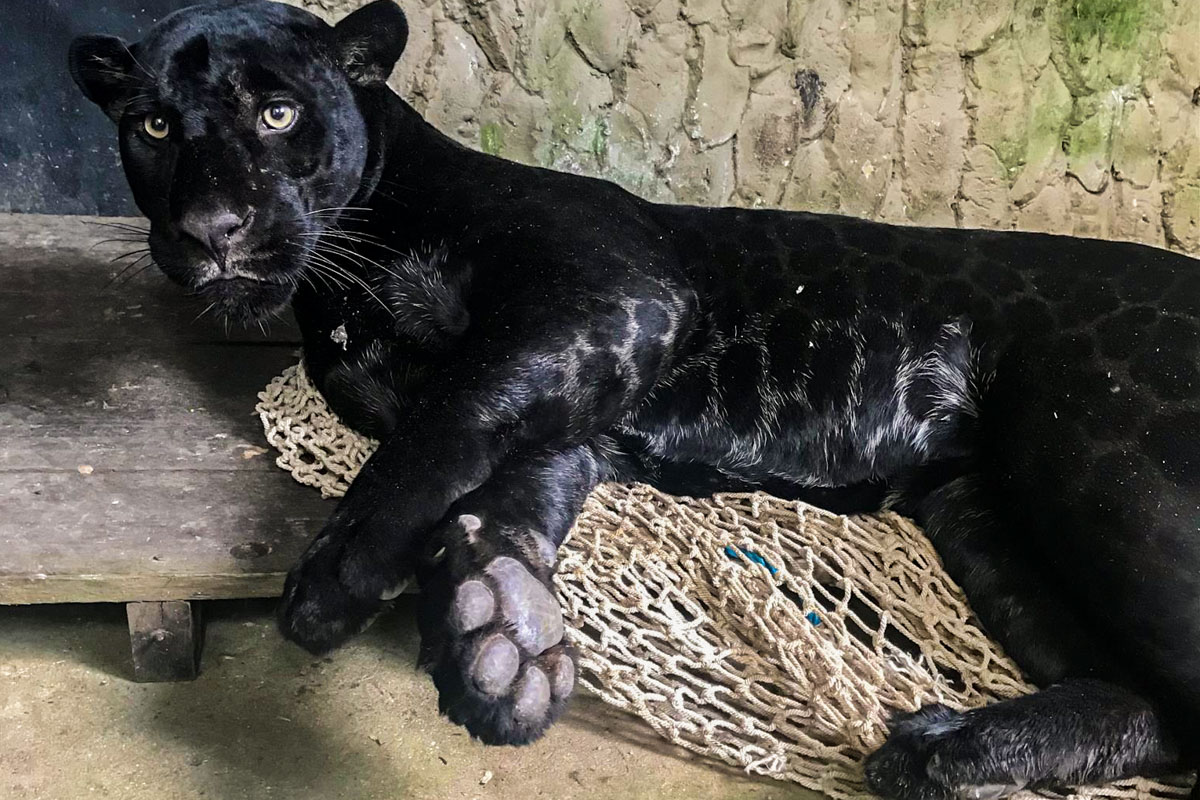 Onça preta (Panthera onca) resgatada em condomínio de Belém (PA) Foto: Ibama