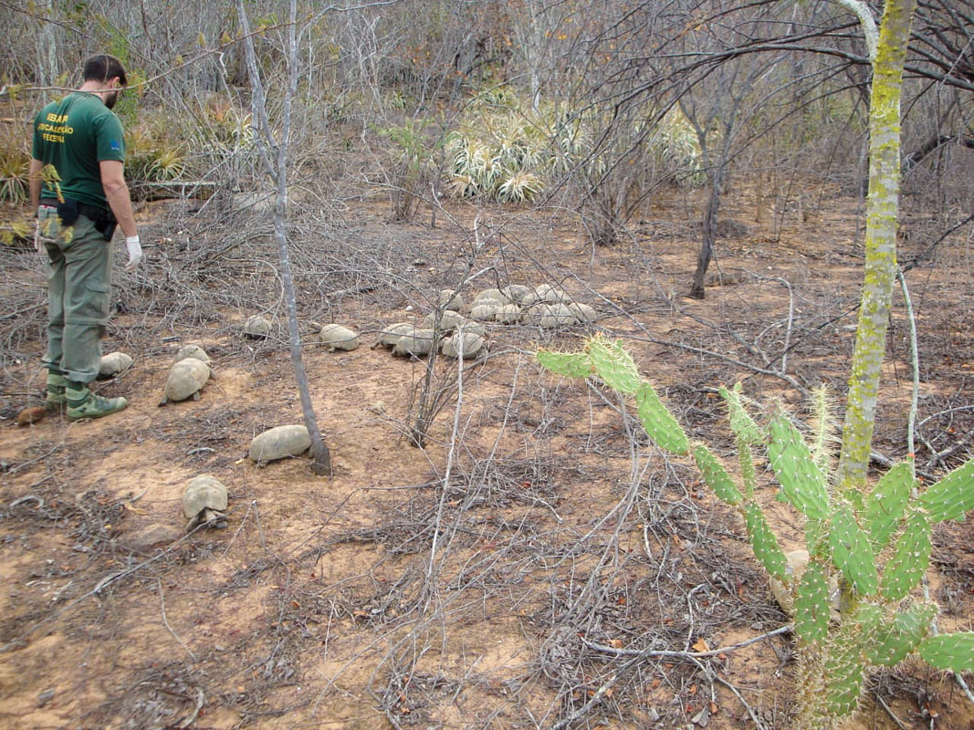 Agente ambiental do Ibama devolve jabutis-piranga à natureza em área de caatinga em SE Foto: Ibama