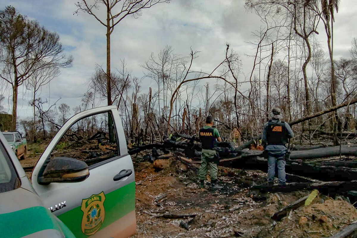 Operações do Ibama embargam 8 mil hectares em MT e desativam 4 serrarias no PA