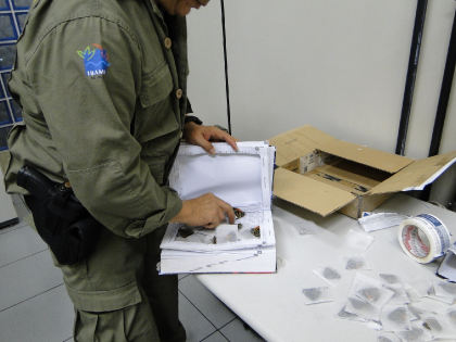 Operação de fiscalização para apreensão de borboletas capturadas para o tráfico internacional | Manaus/AM