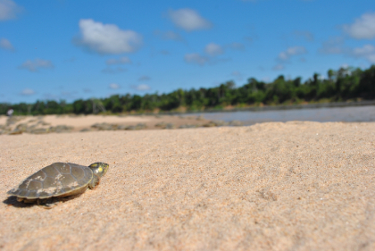 Soltura de tartarugas no Projeto Quelônios da Amazônia (PQA) | Itamarati/AM