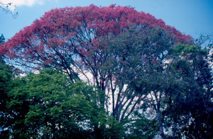 Árvore | Paisagem do Parque Nacional Pau Brasil 