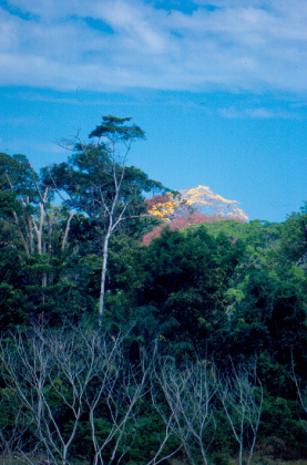 Árvores | Paisagem do Parque Nacional Pau Brasil 