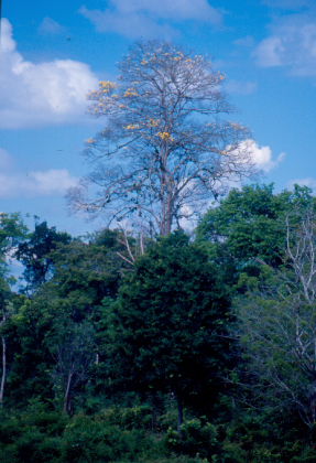 Árvores | Paisagem do Parque Nacional Pau Brasil 