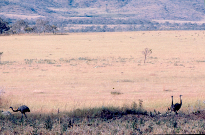 Emas (Rhea americana)