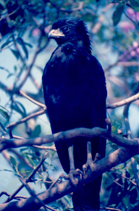Gavião-preto (Buteogallus urubitinga)