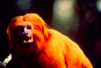 Primata | mico-leão-dourado (Leontopithecus rosalia)