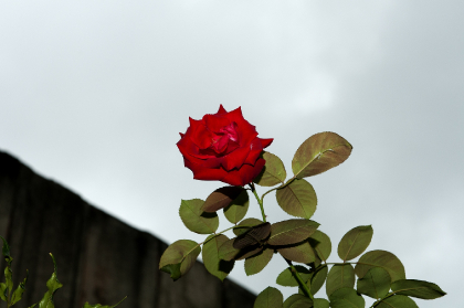 Flor - Rosa Vermelha | Paisagem do Ibama-sede, em Brasília/DF