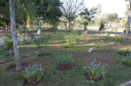 Jardim | Paisagem do Ibama-sede, em Brasília/DF