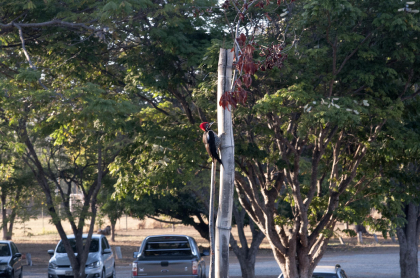 Pica-pau fotografado na sede do Ibama, em Brasília/DF